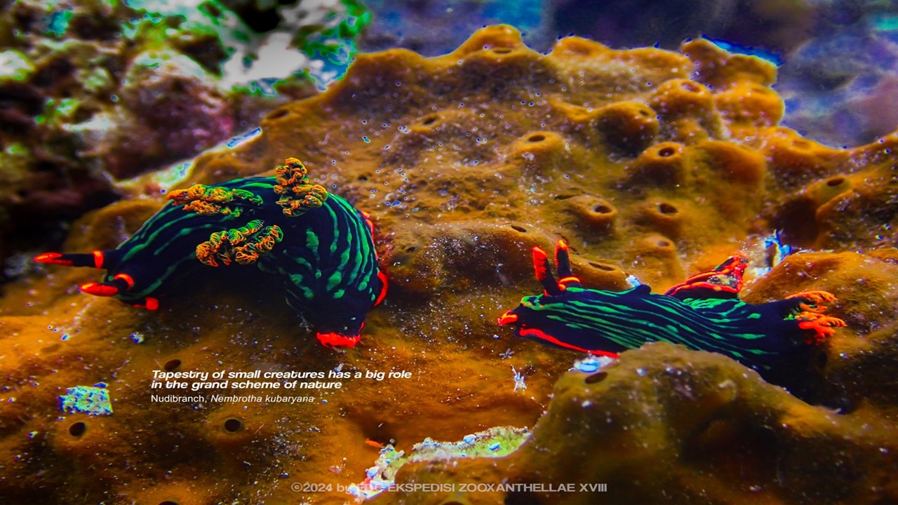 Ekspedisi FPIK IPB University 2024 difasilitasi lewat hibah GEF 6 CFI Indonesia : Pasangan kelinci laut spesies Nembrotha kubaryana yang ingin berkembang biak dipermukaan spons di ekosistem terumbu karang Desa Waehotong, Kecamatan Kepala Madan Kabupaten Buru Selatan Provinsi Maluku.
